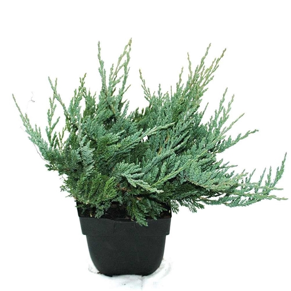 <h4>Juniperus horizontalis 'Blue Chip' P17</h4>