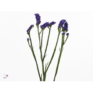 Statice Navy Sun Birds