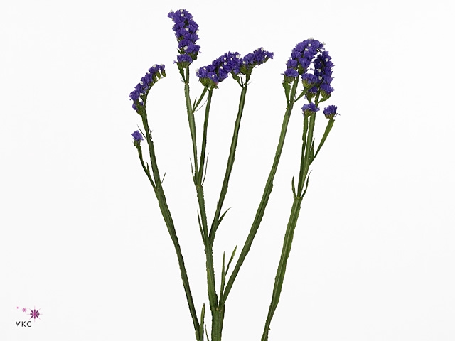 <h4>Statice Navy Sun Birds</h4>