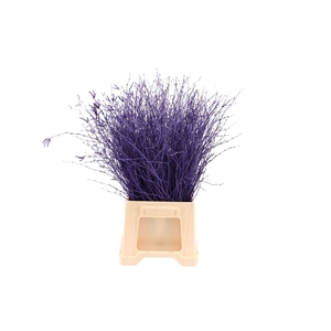 Berk ( Birch ) Purple