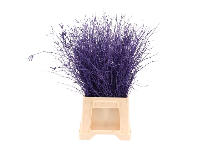 <h4>Berk ( Birch ) Purple</h4>
