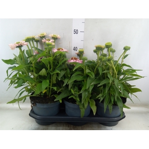 Echinacea  'SunSeekers Pink'