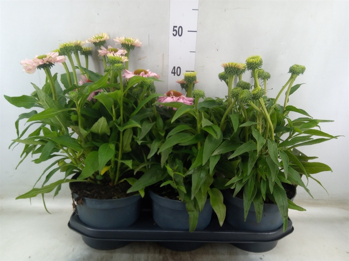 <h4>Echinacea  'SunSeekers Pink'</h4>