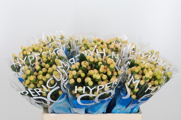 <h4>Hyp Coco Gelato</h4>