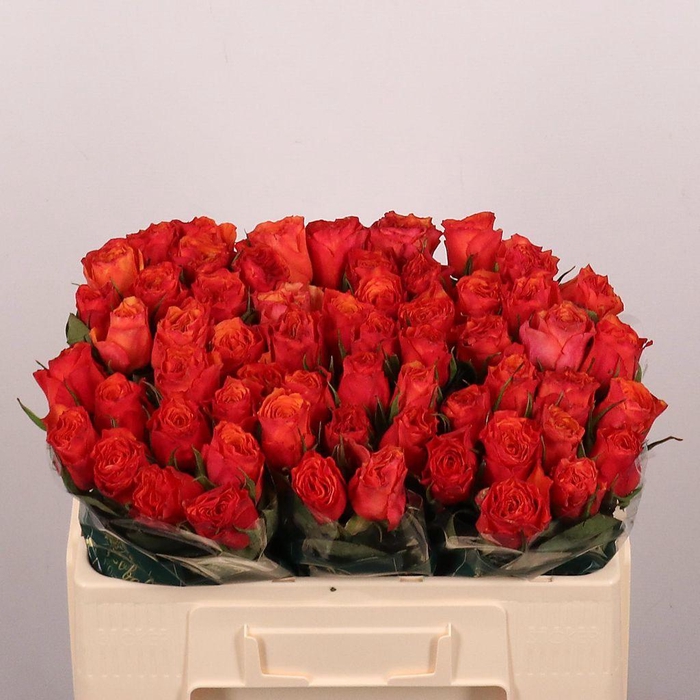 <h4>Rosa large devoted</h4>