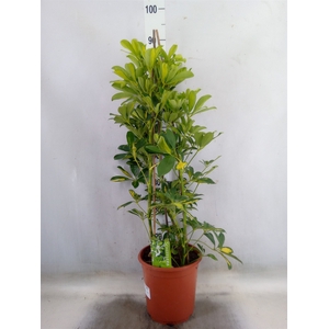 Schefflera arbor. 'Gold Capella'