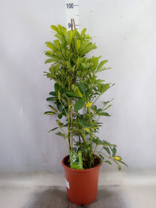 <h4>Schefflera arbor. 'Gold Capella'</h4>