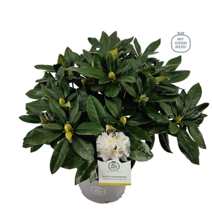 Rhododendron hybr. 'Cunningham's White' C5 40-50