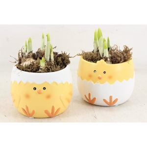 arr4 Narcis HF - Ker. kip pot met egg shell