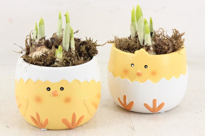 <h4>arr4 Narcis HF - Ker. kip pot met egg shell</h4>