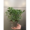 CRASS OVATA