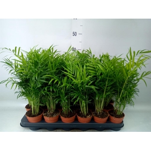 Chamaedorea elegans