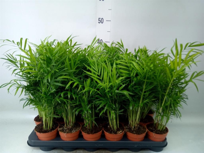 <h4>Chamaedorea elegans</h4>