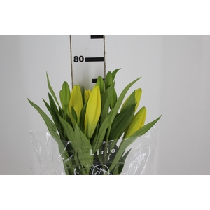 LIRIO EL DIVO 080 CM HT 2/3 FLS