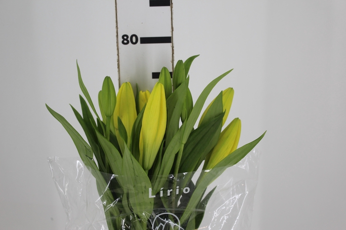 <h4>LIRIO EL DIVO 080 CM HT 2/3 FLS</h4>