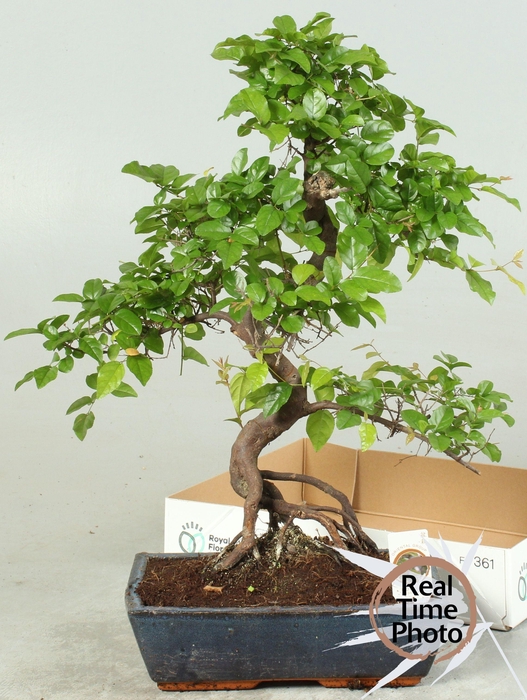 <h4>BONSAI GEM</h4>
