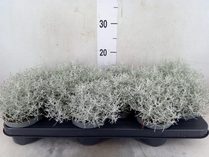 <h4>Leucophyta brownii</h4>