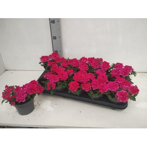 VERBE T HOT PINK