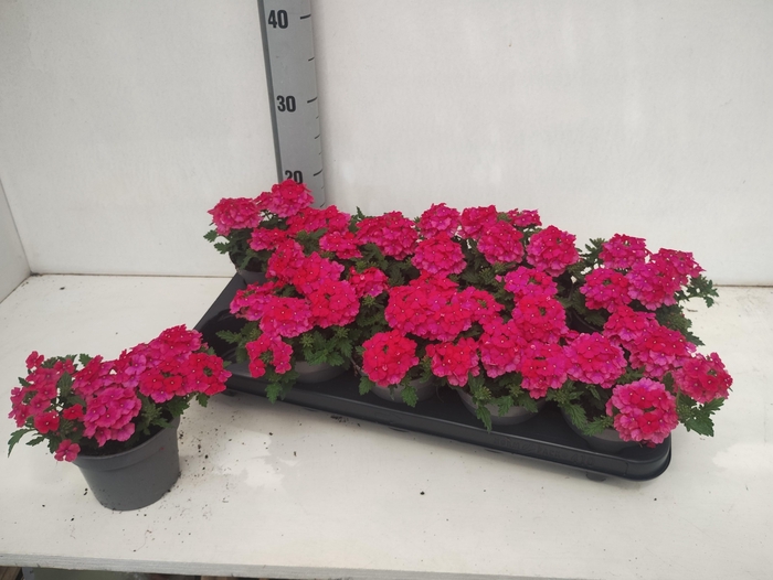 <h4>VERBE T HOT PINK</h4>