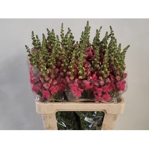 ANTIR AVIGNON ROSE