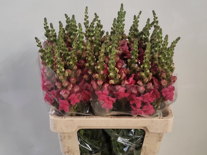 <h4>ANTIR AVIGNON ROSE</h4>