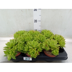 Haworthia cooperi