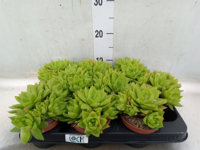 <h4>Haworthia cooperi</h4>