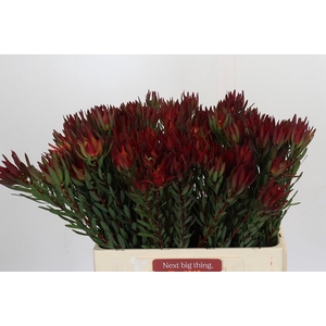 Leucadendron Blush