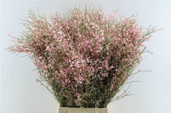 <h4>Ginster Pink 200 Gram</h4>