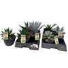 Agave overig