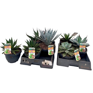 AGAVE OV
