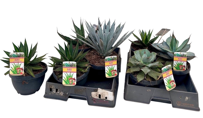 <h4>AGAVE OV</h4>