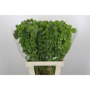 Moluccella Laevis