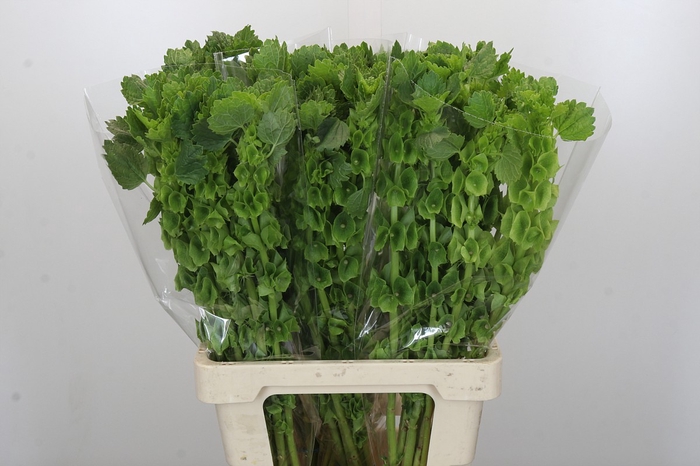 <h4>Moluccella Laevis</h4>