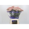Ozothamnus Cooks Pink