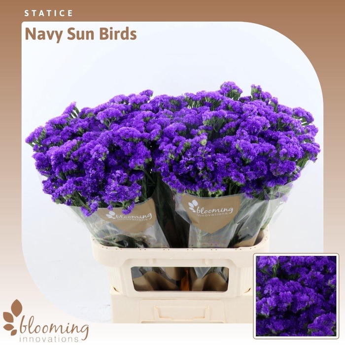 <h4>Statice Navy Sun Birds | Heavy Quality</h4>