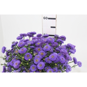 ASTER RADIANTE PLUS 040 CM MIN 20 GRAMAS