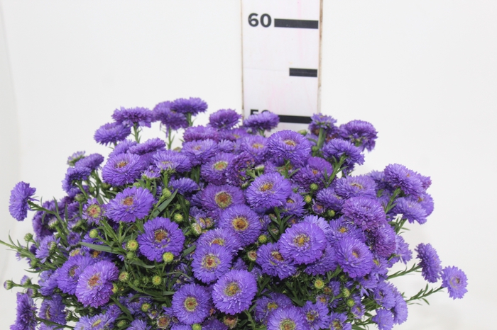 ASTER RADIANTE PLUS 040 CM MIN 20 GRAMAS