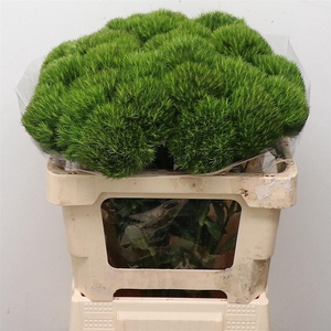 Di Barb Kiwi Mellow Super (x30 In Sleeve)