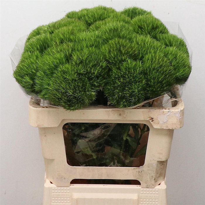 <h4>Di Barb Kiwi Mellow Super (x30 In Sleeve)</h4>