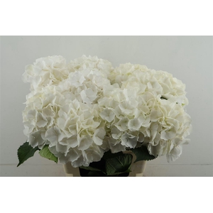 Hydr M White Verena 60-18