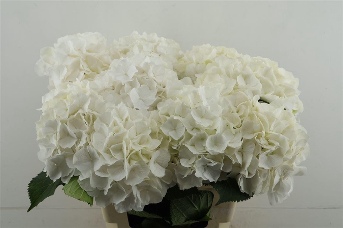 <h4>Hydr M White Verena 60-18</h4>