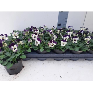 VIO CO EM WHI PU JUP