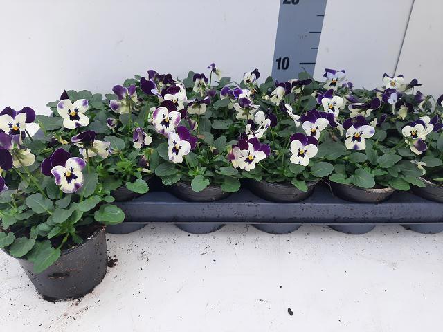 <h4>VIO CO EM WHI PU JUP</h4>