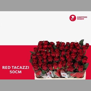 R GR RED TACAZZI+