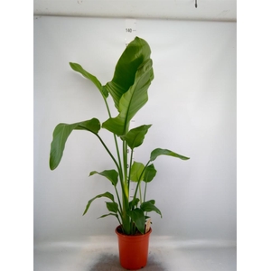 Strelitzia nicolai