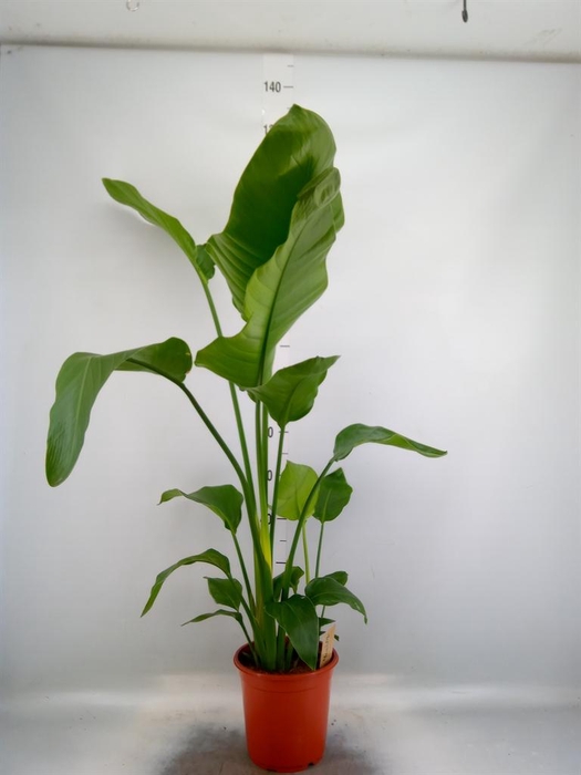 <h4>Strelitzia nicolai</h4>