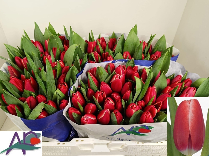 <h4>TU EN KUNG-FU</h4>