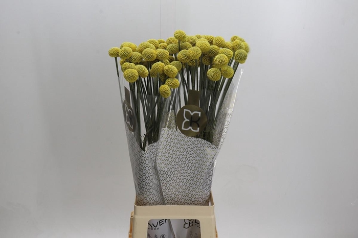 <h4>Craspedia globosa Paintball Jumbo</h4>