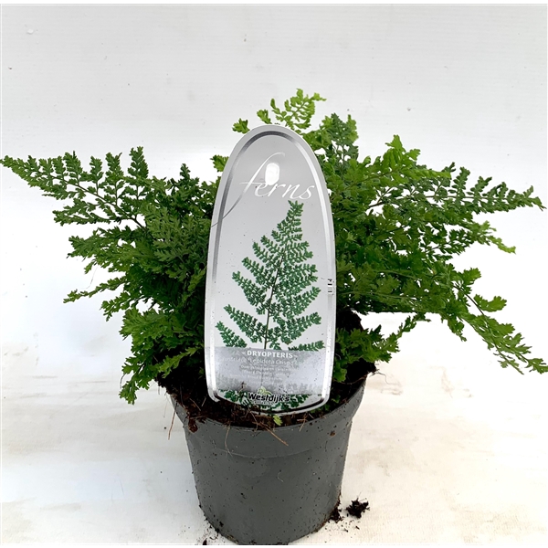 <h4>Dryopteris austriaca 'Lepid. cr. Cristata' ES11 0,7l</h4>